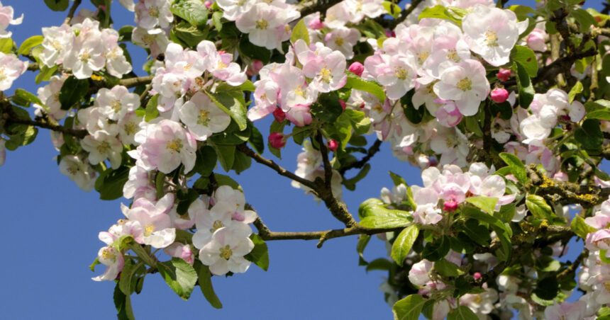 meteorologii anunta vreme calda pana la inceputul lunii aprilie estimari anm pentru urmatoarele patru saptamani 69aa9070e90eb