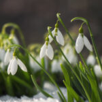 meteorologii nu exclud un nou episod de iarna in luna martie va fi de scurta durata 69ada753cf25d