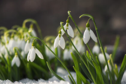 meteorologii nu exclud un nou episod de iarna in luna martie va fi de scurta durata 69ada753cf25d