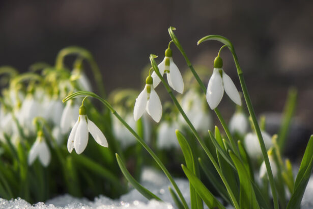 meteorologii nu exclud un nou episod de iarna in luna martie va fi de scurta durata 69ada753cf25d