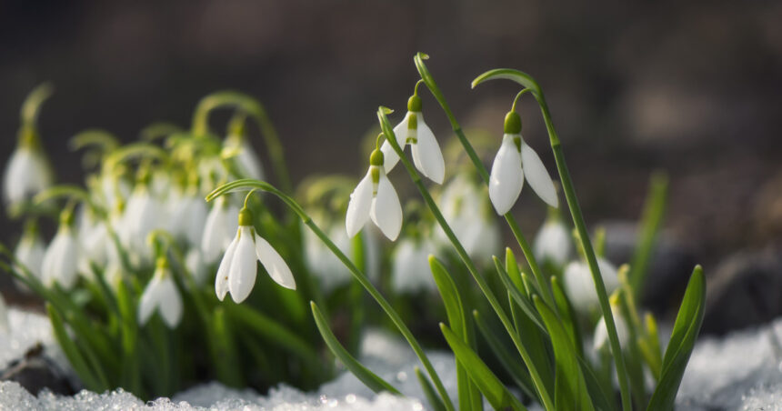 meteorologii nu exclud un nou episod de iarna in luna martie va fi de scurta durata 69ada753cf25d
