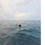 minele marine in deriva in marea neagra subiect de disputa intre ministerul apararii si ambasada rusiei 69c64bf24d9f8