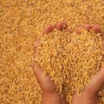 o firma din constanta specializata in comertul cerealelor a intrat in faliment ce anunta lichidator judiciar 69a6c799be46c