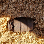 o grenada a fost gasita de un localnic din harghita in propria curte 69b5467d5c150