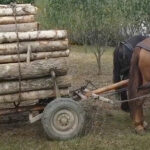 padurar din baneasa snopit in bataie de un hot de lemne agresorul dupa gratii pentru 30 de zile 69c4de7bacd18