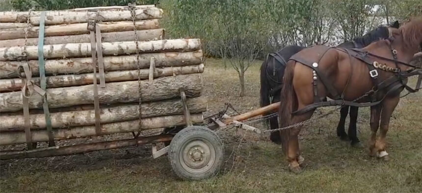 padurar din baneasa snopit in bataie de un hot de lemne agresorul dupa gratii pentru 30 de zile 69c4de7bacd18