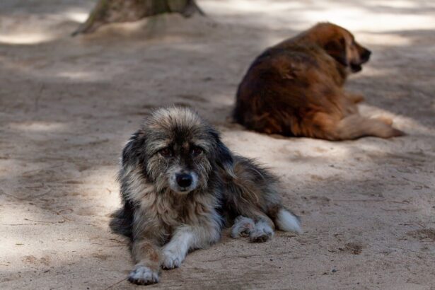 perchezitii in patru judete inclusiv constanta intr un dosar privind eutanasierea ilegala a cainilor fara stapan sunt vizate si primarii 69a92b5d79f32