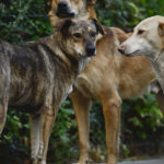 perchezitii in patru judete intr un dosar privind eutanasierea ilegala a cainilor fara stapan sunt vizate si primarii 69a92d3b9133b