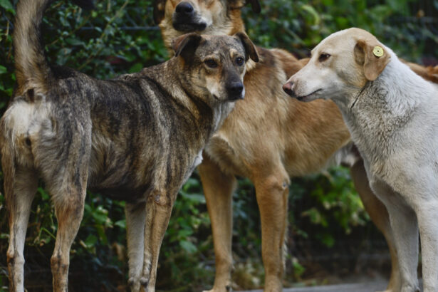 perchezitii in patru judete intr un dosar privind eutanasierea ilegala a cainilor fara stapan sunt vizate si primarii 69a92d3b9133b