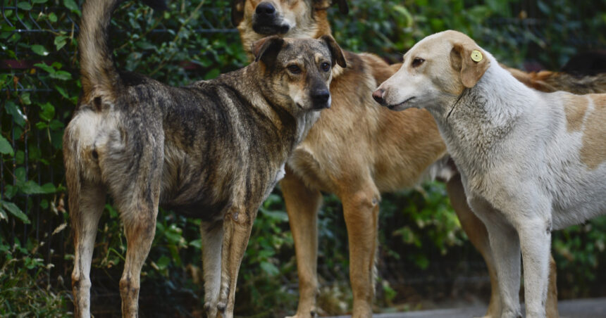 perchezitii in patru judete intr un dosar privind eutanasierea ilegala a cainilor fara stapan sunt vizate si primarii 69a92d3b9133b