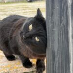 pisicile salvatoare din tomis nord cum au reusit felinele sa strice planurile hotilor 69b6762b69f99