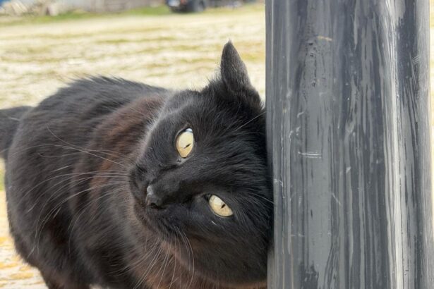 pisicile salvatoare din tomis nord cum au reusit felinele sa strice planurile hotilor 69b6762b69f99