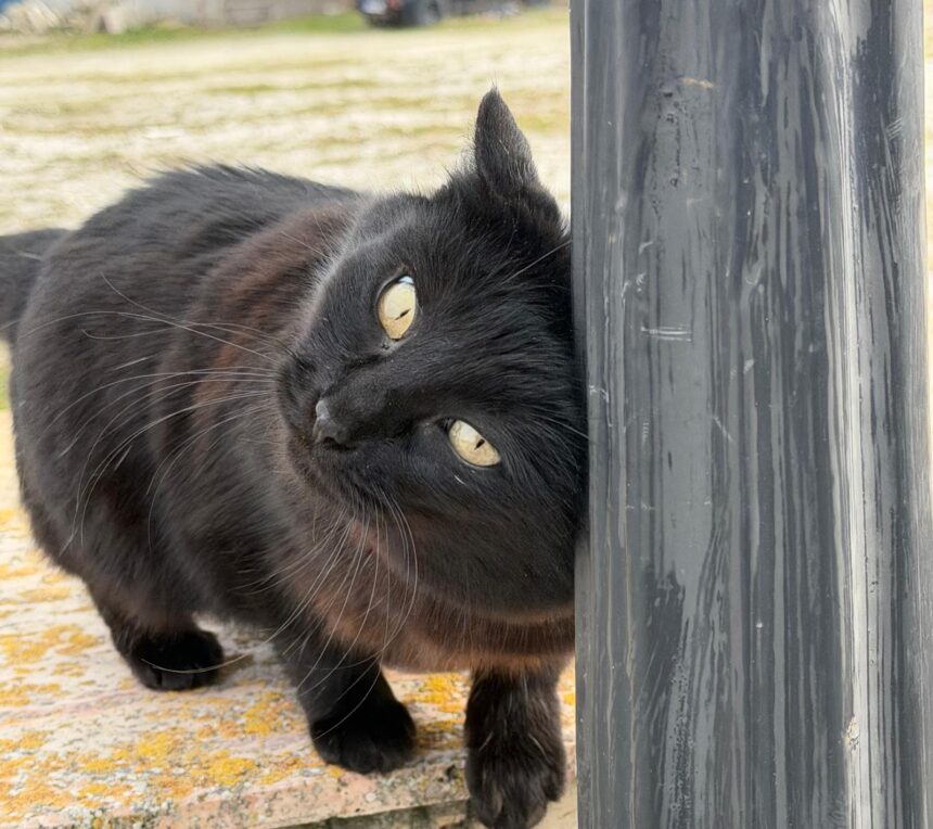 pisicile salvatoare din tomis nord cum au reusit felinele sa strice planurile hotilor 69b6762b69f99