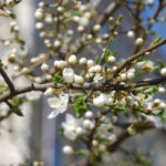 prognoza meteo pentru urmatoarele patru saptamani cum va fi vremea de florii 69afdeed07b4e