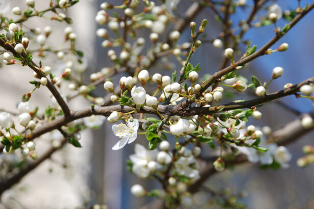 prognoza meteo pentru urmatoarele patru saptamani cum va fi vremea de florii 69afdeed07b4e