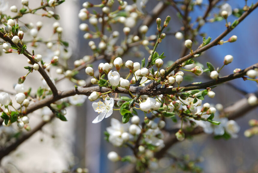 prognoza meteo pentru urmatoarele patru saptamani cum va fi vremea de florii 69afdeed07b4e