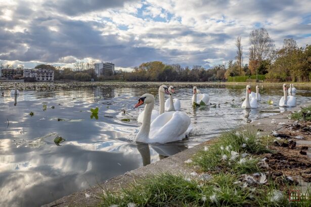 puz ul companiei pontoane ro pentru investitia de pe lacul neptun publicat in transparenta decizionala de primaria mangalia cazare in varianta lacustra si agrement nautic 69bbe33a2f8a9