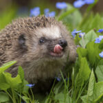 rezultate surprinzatoare dupa ce oamenii de stiinta au masurat auzul ariciului european 69b7018555bfe