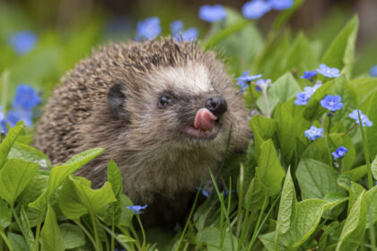 rezultate surprinzatoare dupa ce oamenii de stiinta au masurat auzul ariciului european 69b7018555bfe