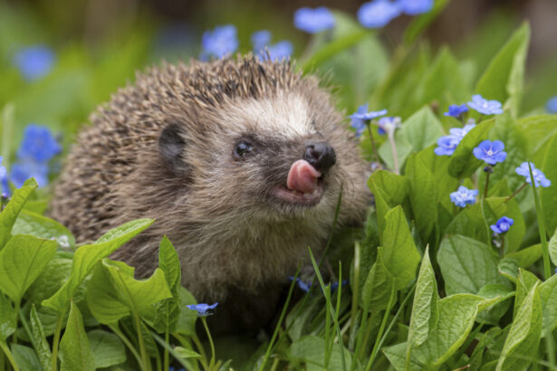 rezultate surprinzatoare dupa ce oamenii de stiinta au masurat auzul ariciului european 69b7018555bfe