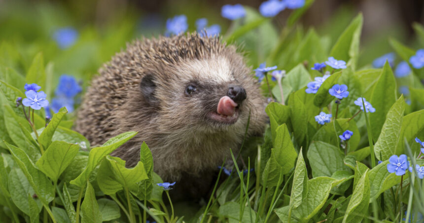 rezultate surprinzatoare dupa ce oamenii de stiinta au masurat auzul ariciului european 69b7018555bfe