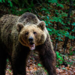 un barbat a fost atacat de urs in judetul valcea a ajuns la spital cu mai multe rani 69a465cbce07c