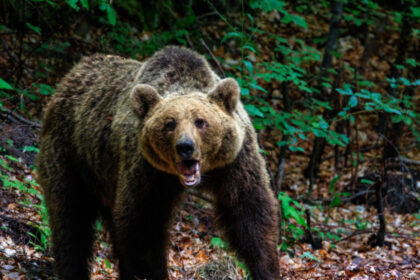 un barbat a fost atacat de urs in judetul valcea a ajuns la spital cu mai multe rani 69a465cbce07c