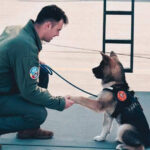 un pilot roman de avioane de vanatoare f 16 a murit dupa ce a incercat sa salveze un caine cazut intr un bazin cu apa 69b094269061d