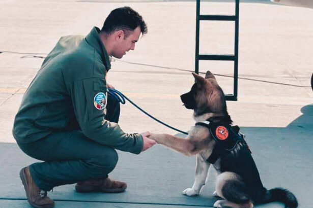 un pilot roman de avioane de vanatoare f 16 a murit dupa ce a incercat sa salveze un caine cazut intr un bazin cu apa 69b094269061d