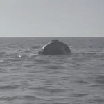 video acuzatii ale familiilor marinarilor dupa scufundarea remorcherului astana nava nu era autorizata pentru manevra 69be962066106