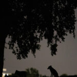 video alerta intr un mare oras din vestul tarii sacalii seamana teroare zi si noapte localnicii sunt revoltati nu mi se pare normal 69b503b739ae8