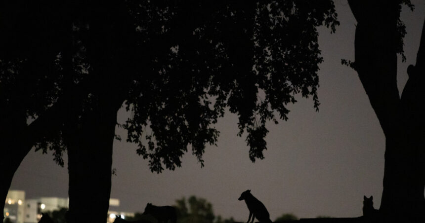 video alerta intr un mare oras din vestul tarii sacalii seamana teroare zi si noapte localnicii sunt revoltati nu mi se pare normal 69b503b739ae8