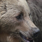 video barbat atac de urs intr o padure din judetul mures este constient smurd a intervenit cu un elicopter si l a dus la spital 69bfeb1f4f55b