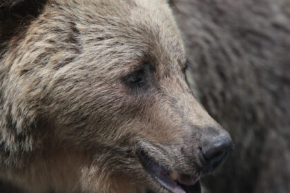 video barbat atac de urs intr o padure din judetul mures este constient smurd a intervenit cu un elicopter si l a dus la spital 69bfeb1f4f55b