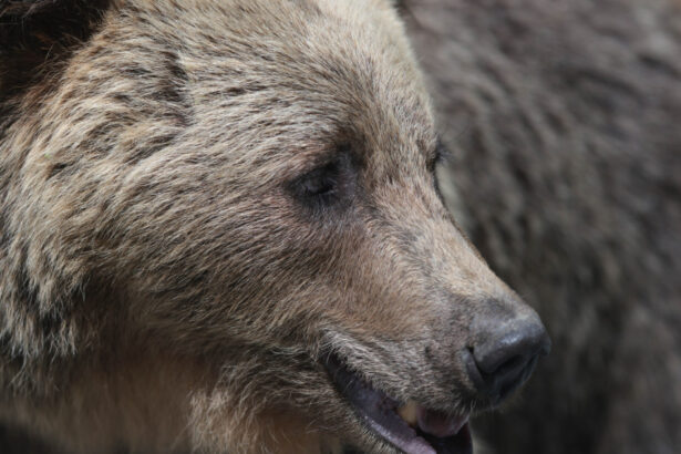 video barbat atac de urs intr o padure din judetul mures este constient smurd a intervenit cu un elicopter si l a dus la spital 69bfeb1f4f55b