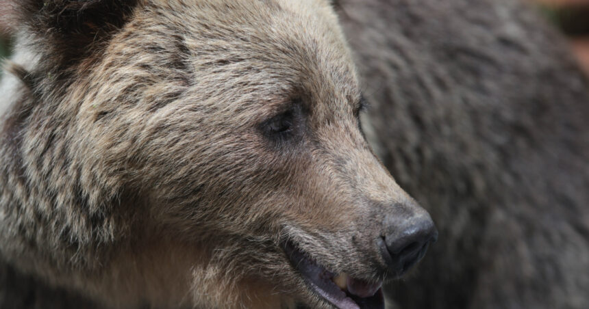 video barbat atac de urs intr o padure din judetul mures este constient smurd a intervenit cu un elicopter si l a dus la spital 69bfeb1f4f55b