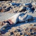 video dezastru ecologic pe raza orasului ovidiu sute de resturi animale au fost aruncate pe camp a fost deschisa o ancheta 69b28fbc03c2a