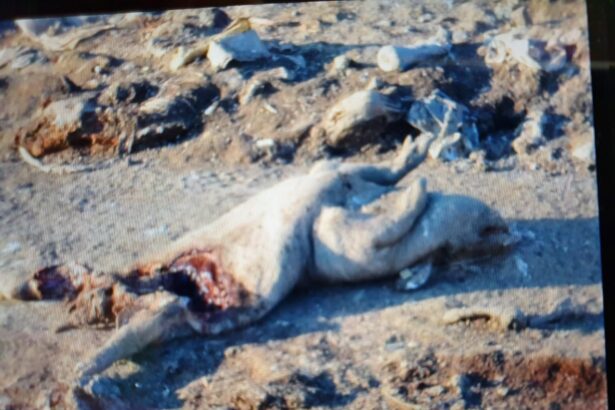 video dezastru ecologic pe raza orasului ovidiu sute de resturi animale au fost aruncate pe camp a fost deschisa o ancheta 69b28fbc03c2a