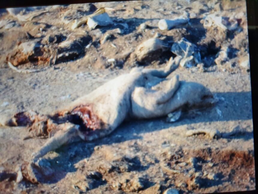 video dezastru ecologic pe raza orasului ovidiu sute de resturi animale au fost aruncate pe camp a fost deschisa o ancheta 69b28fbc03c2a