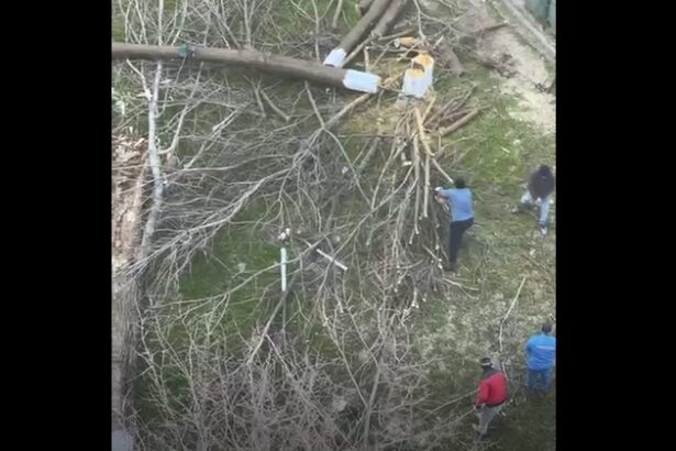 video scandalul din zona abator ia amploare au fost taiati copacii in zona unde cambela vrea sa faca parcare 69c4e1a4629aa