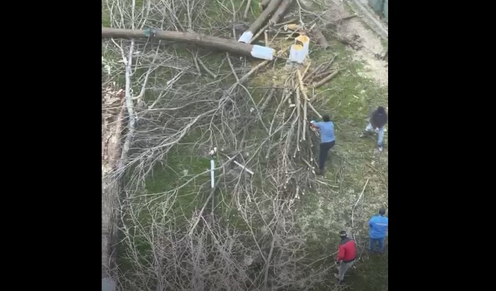 video scandalul din zona abator ia amploare au fost taiati copacii in zona unde cambela vrea sa faca parcare 69c4e1a4629aa