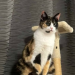 apel emotionant dupa accidentul de pe dn22 celestine pisica disparuta in urma impactului cautata cu disperare de stapani 69d75e0d7da3e