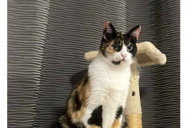 apel emotionant dupa accidentul de pe dn22 celestine pisica disparuta in urma impactului cautata cu disperare de stapani 69d75e0d7da3e