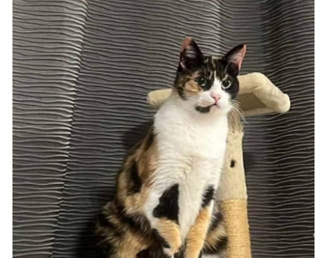 apel emotionant dupa accidentul de pe dn22 celestine pisica disparuta in urma impactului cautata cu disperare de stapani 69d75e0d7da3e