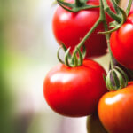 cu cat se vand rosiile romanesti la poarta solariilor producator anul acesta au fost cele mai mari costuri din ultimii ani 69d10b166e16a