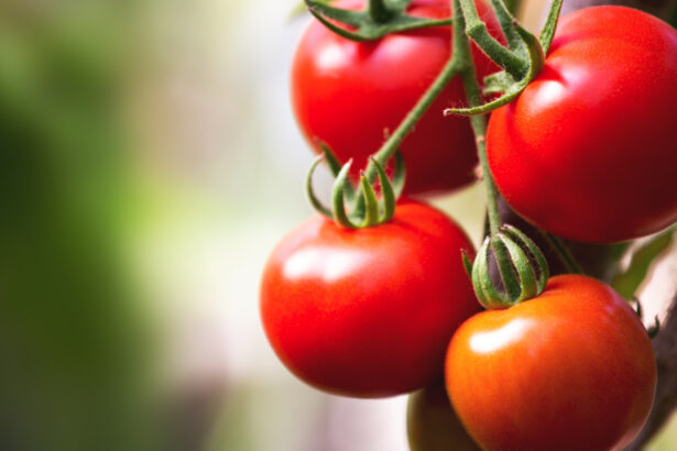 cu cat se vand rosiile romanesti la poarta solariilor producator anul acesta au fost cele mai mari costuri din ultimii ani 69d10b166e16a