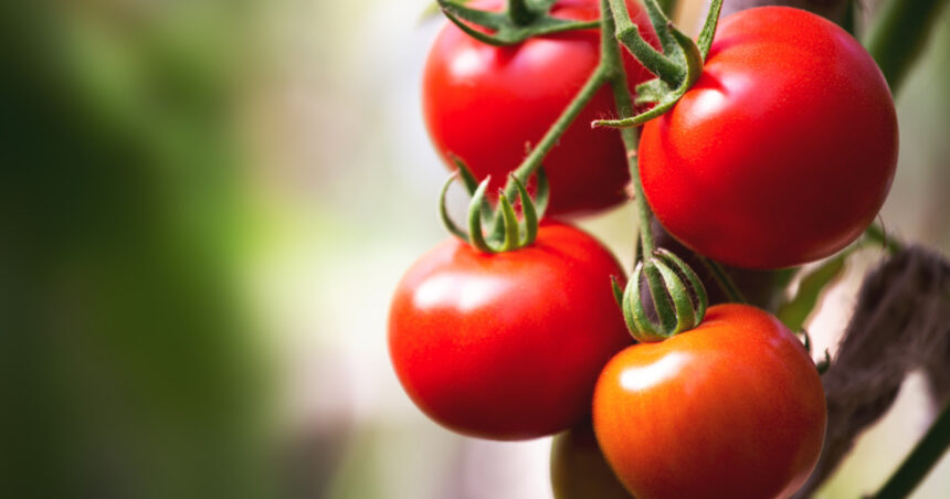 cu cat se vand rosiile romanesti la poarta solariilor producator anul acesta au fost cele mai mari costuri din ultimii ani 69d10b166e16a