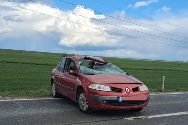 emotionant pompierii din constanta gazduiesc 3 pisici salvate din accidentul de la sibioara iata de unde le pot lua proprietarii 69d64f3c27647