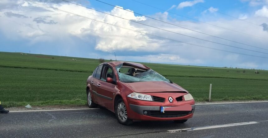 emotionant pompierii din constanta gazduiesc 3 pisici salvate din accidentul de la sibioara iata de unde le pot lua proprietarii 69d64f3c27647