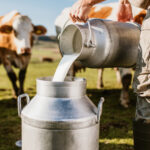 exclusiv criza in fermele de lapte din romania producatorii sunt afectati grav de razboiul din orientul mijlociu toata lumea e la pamant 69ce0227dff6d